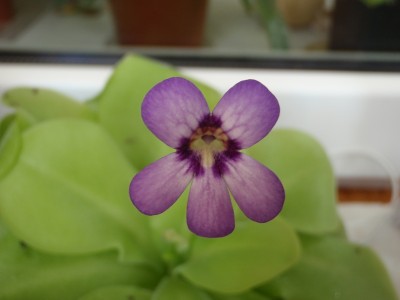 Pinguicula moranensis 2013.07.05 2.JPG