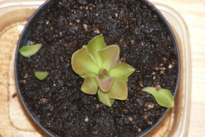 tipo Pinguicula spec (2).JPG