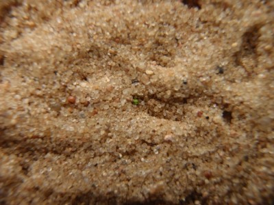 Drosera rupicola 2013-10-07 1.JPG
