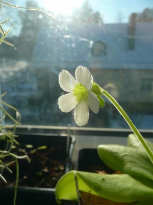 Pinguicula gigantea ziedas.JPG