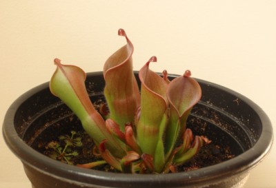 Heliamphora heterodoxa x minor 2013.08.30 1.JPG