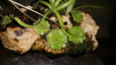 Pinguicula esseriana 2014-12-10 1.jpg