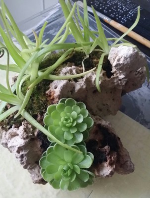 Pinguicula jaumavensis 2013-10-21 2.jpg