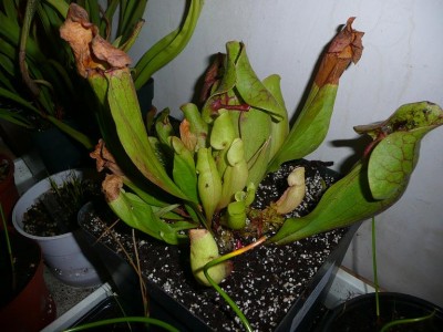 sarracenia purpurea.JPG