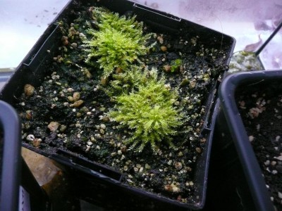drosera trinervia.JPG