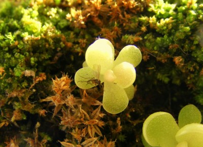 Pinguicula jaumavensis'13.JPG