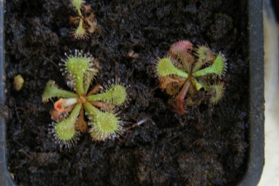 drosera dielsiana.JPG