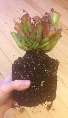 Heliamphora heterodoxa x minor 2014-03-16 3.jpg