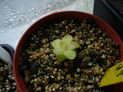 Pinguicula lauena.JPG