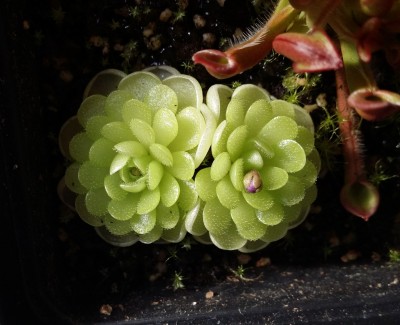 Heliamphora minor ir Pinguicula jaumavensis 2013-11-18 4.jpg