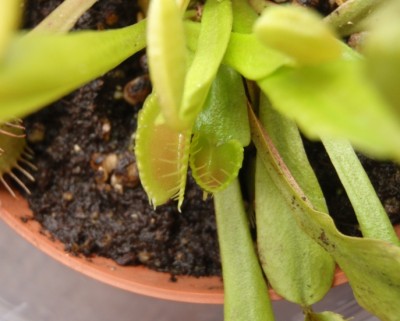 Dionaea muscipula 2013.07.03 3.JPG