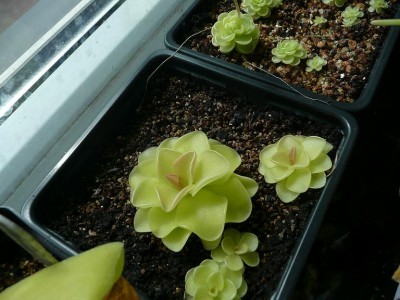 Pinguicula ehlersiae.JPG