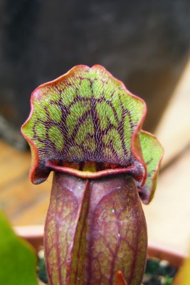DSCF1922.JPG