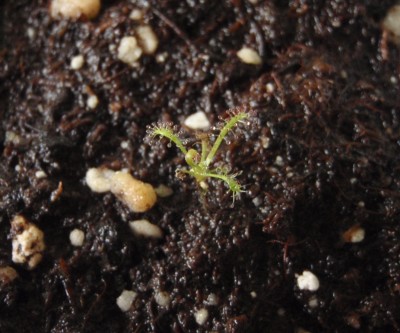 Drosera filiformis is seklos 2012.10.06.JPG