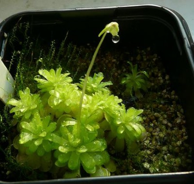pinguicula gracilis.JPG