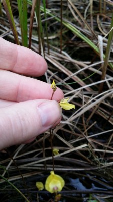 Utricularia minor 2014-06-15 3.jpg