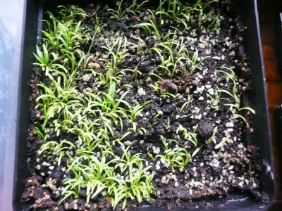 P1130434u_graminifolia.jpg