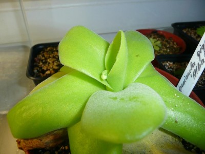 p-gigantea-alba2.JPG