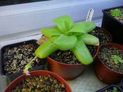 P_gigantea.JPG