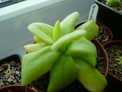 P-gigantea.JPG