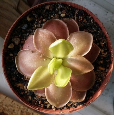Pinguicula NoID is Ermitazo 2013-11-18.jpg