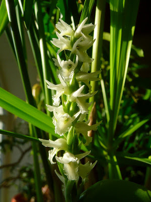 spirantes11.JPG