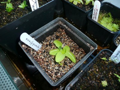 Pinguicula grandiflora.JPG