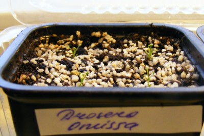 D. omissa.JPG
