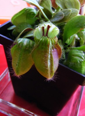 DSCF7898.JPG