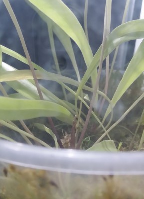 Utricularia longifolia 2013-11-12.jpg