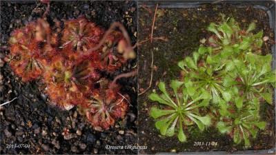 Drosera tokaiensis'13 skirtumai.jpg
