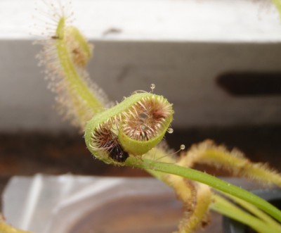 Drosera capensis 2013.10.07 1.JPG