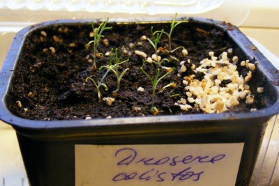 D. callistos.JPG