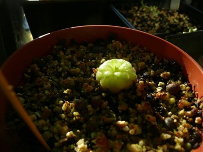 Pinguicula lauena.JPG