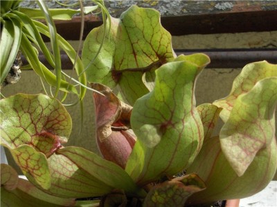 ida purpurea.jpg