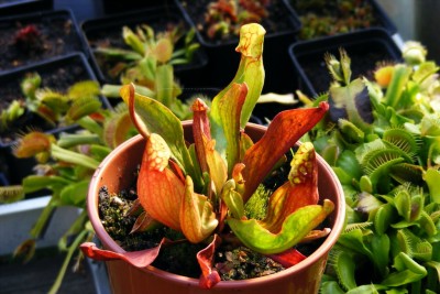 DSCF7676.JPG