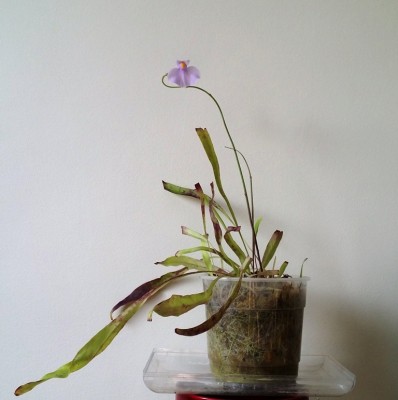 Utricularia longifolia 2014-01-26 2.jpg