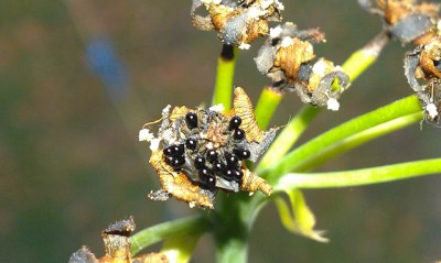 p330IMAG2159.jpg