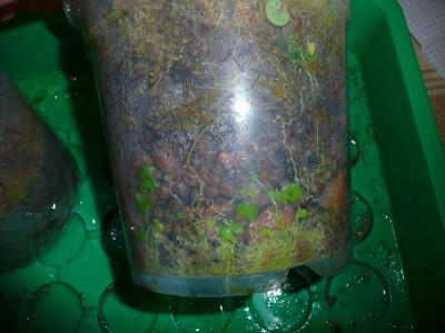 Utricularia nelumbifolia hybr.JPG