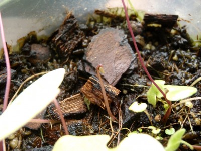 Utricularia nelumbifolia x reniformis 2013.09.26 4.JPG