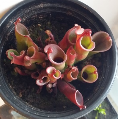 Heliamphora heterodoxa x minor 2013-12-04 4.jpg