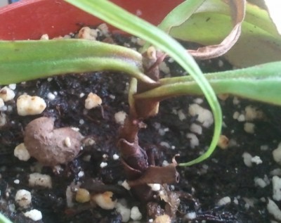 Nepenthes ampullaria 2012-08-03 09.39.49.jpg