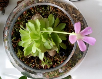 Pinguicula ehlersiae 2013-10-27.jpg