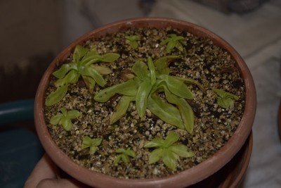 primuliflora.jpg