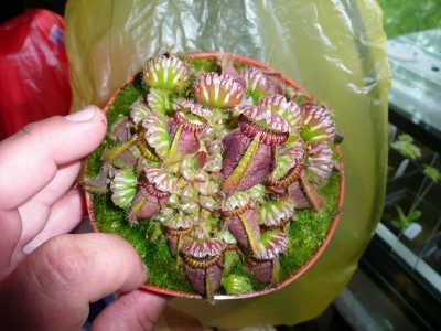 kriauklenis2.JPG