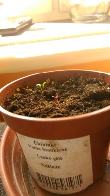 IMAG0691.jpg