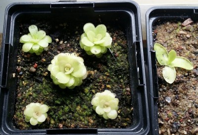 Pinguicula 'Pirouette' ir P. grandiflora 2014-05-27.jpg