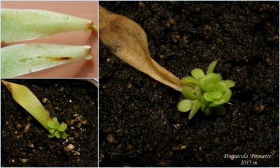 Pinguicula 'Pirouette' 2013.jpg