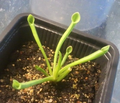 Heliamphora minor 2012-06-20.jpg