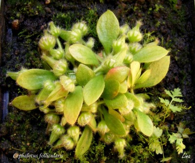 Cephalotus follicularis'13..jpg